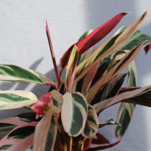 stromanthe-sanguinea-triostar-calathea-rastlinkovo