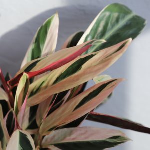 stromanthe-sanguinea-triostar-calathea-rastlinkovo