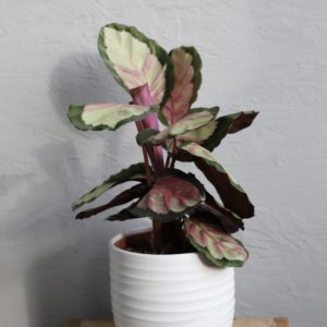 calathea-roseopicta-silvia-rastlinkovo