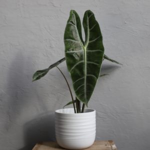 alocasia-longiloba-rastlinkovo