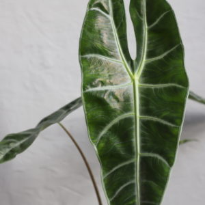 alocasia-longiloba-rastlinkovo