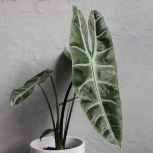 alocasia-longiloba-rastlinkovo