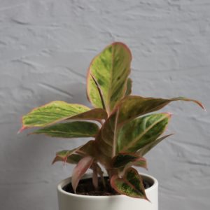 aglaonema-salmon-fantasy-rastlinkovo