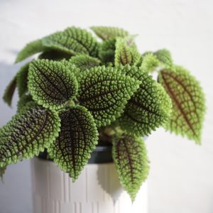 pilea-moon-valley-rastlinkovo