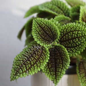 pilea-moon-valley-rastlinkovo