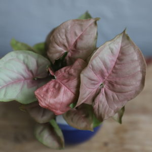 syngonium-podophyllum-neon-robusta-rastlinkovo