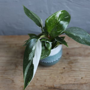 philodendron-white-princess-rastlinkovo
