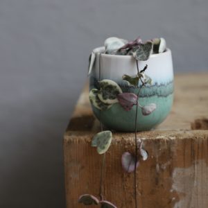 ceropegia-woodii-variegata-rastlinkovo
