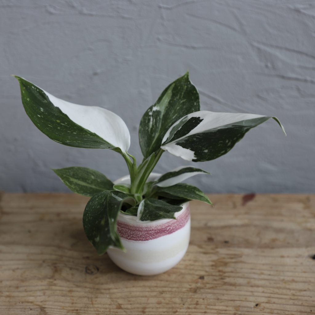 philodendron-white-wizard-rastlinkovo