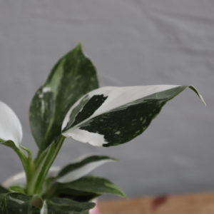 philodendron-white-wizard-rastlinkovo