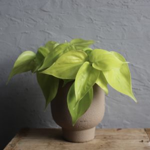 philodendron-micans-lime-rastlinkovo
