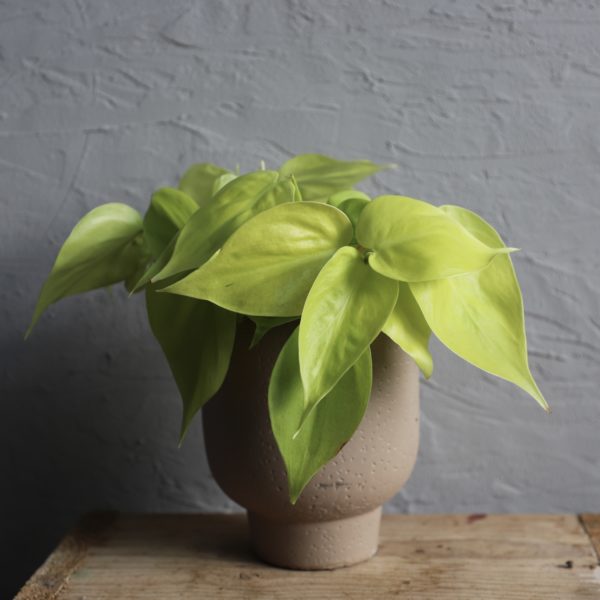 philodendron micans lime