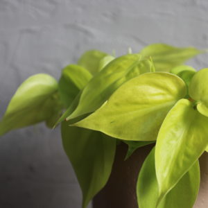 philodendron-micans-lime-rastlinkovo