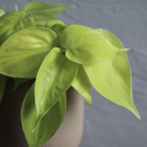 philodendron-micans-lime-rastlinkovo