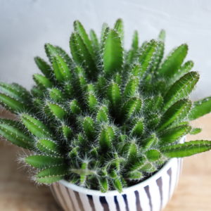 kaktus-hylocereus-undatus-rastlinkovo