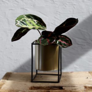 calathea-roseopicta-Illustris-rastlinkovo