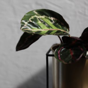 calathea-roseopicta-Illustris-rastlinkovo