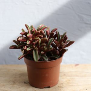 peperomia-graveolens-rastlinkovo