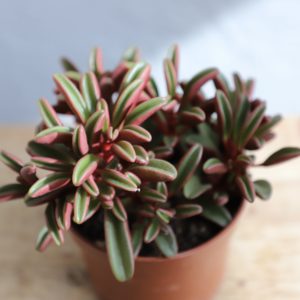 peperomia-graveolens-rastlinkovo