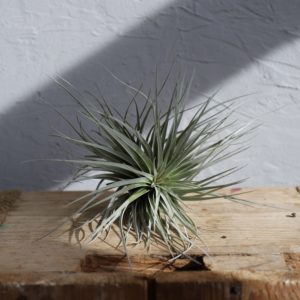 tillandsia-rastlinkovo