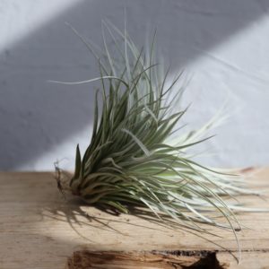 tillandsia-rastlinkovo