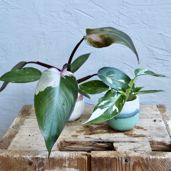 philodendron-dve-princezne-set-rastlin-rastlinkovo