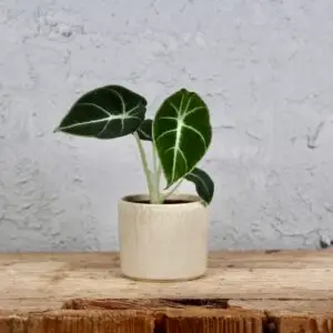 alocasia-black-velvet-rastlinkovo
