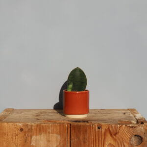 sansevieria-victoria-svokrin-jazyk-baby-rastlinkovo