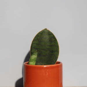 sansevieria-victoria-svokrin-jazyk-baby-rastlinkovo