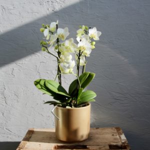 orchidea-phalaenopsis-multiflora-biela-rastlinkovo