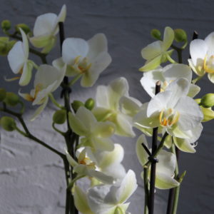 orchidea-phalaenopsis-multiflora-biela-rastlinkovo