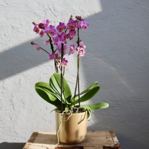 orchidea-phalaenopsis-multiflora-ruzova-rastlinkovo
