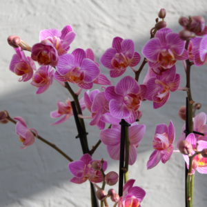 orchidea-phalaenopsis-multiflora-ruzova-rastlinkovo