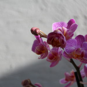 orchidea-phalaenopsis-multiflora-ruzova-rastlinkovo