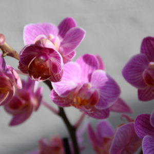 orchidea-phalaenopsis-multiflora-ruzova-rastlinkovo