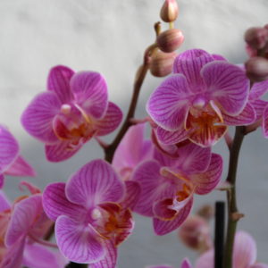 orchidea-phalaenopsis-multiflora-ruzova-rastlinkovo