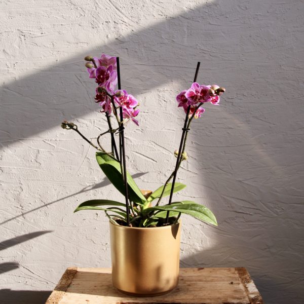 Orchidea Phalaenopsis multiflora