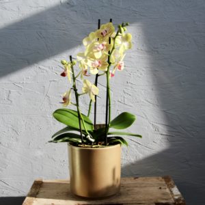 orchidea-phalaenopsis-multiflora-zlta-rastlinkovo