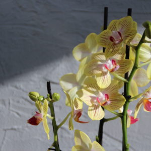 orchidea-phalaenopsis-multiflora-zlta-rastlinkovo