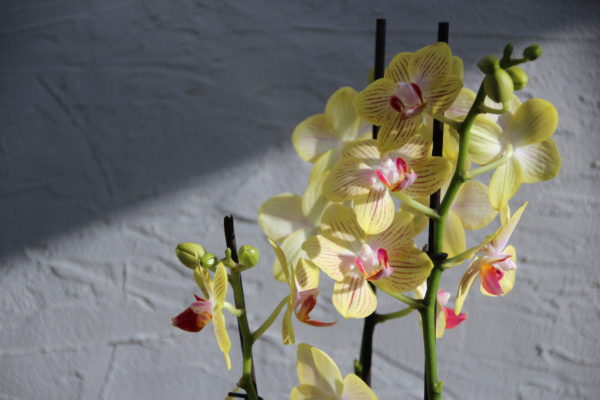 Orchidea Phalaenopsis multiflora