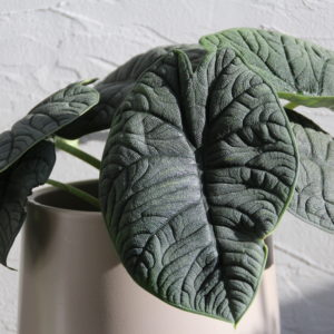 alocasia-melo-rastlinkovo