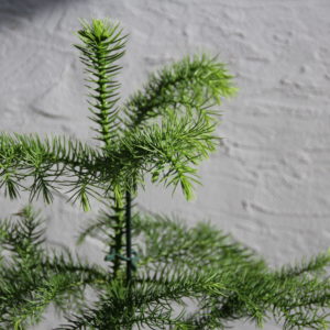 araucaria-heterophylla-rastlinkovo