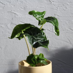 alocasia-ivory-coast-rastlinkovo