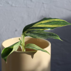 alpinia-zerumbet-variegata-rastlinkovo