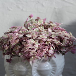 callisia-rosato-rastlinkovo