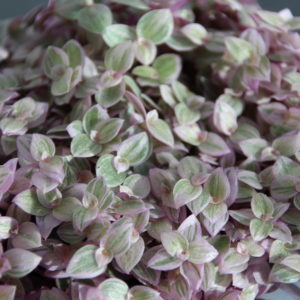 callisia-rosato-rastlinkovo