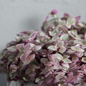 callisia-rosato-rastlinkovo