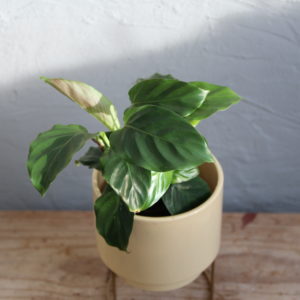 calathea-freddie-red-rastlinkovo