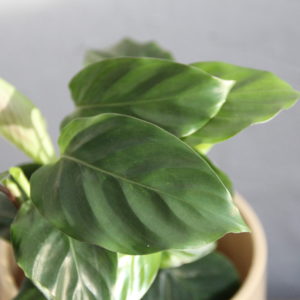 calathea-freddie-red-rastlinkovo