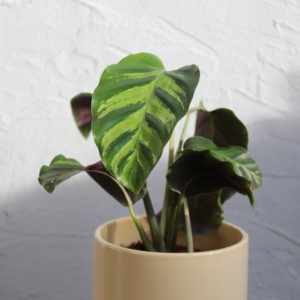 calathea-louisae-rastlinkovo